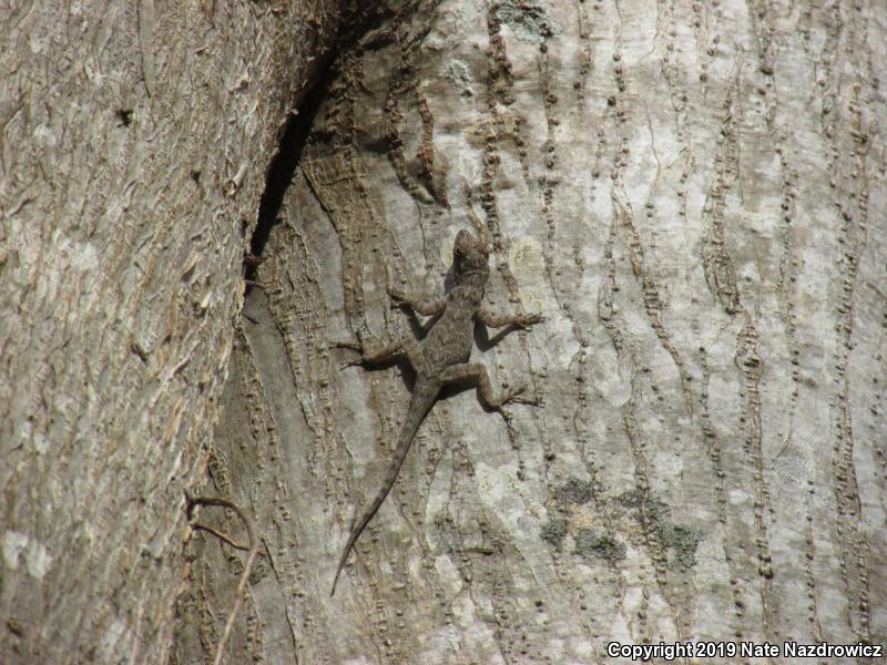 Bark Anole (Anolis distichus)