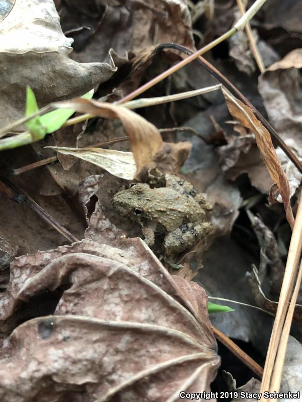 Northern Cricket Frog (Acris crepitans)