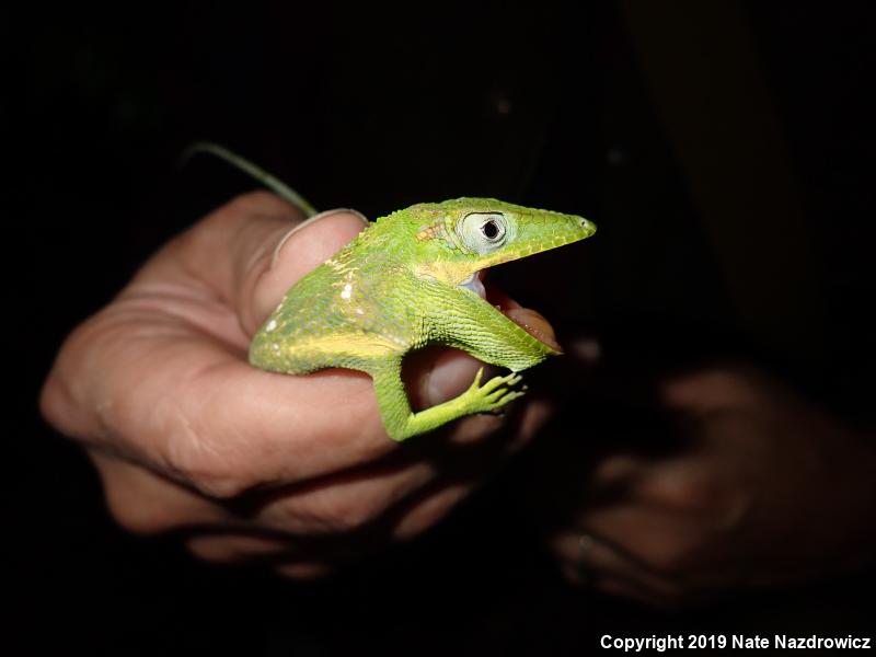 Knight Anole (Anolis equestris)