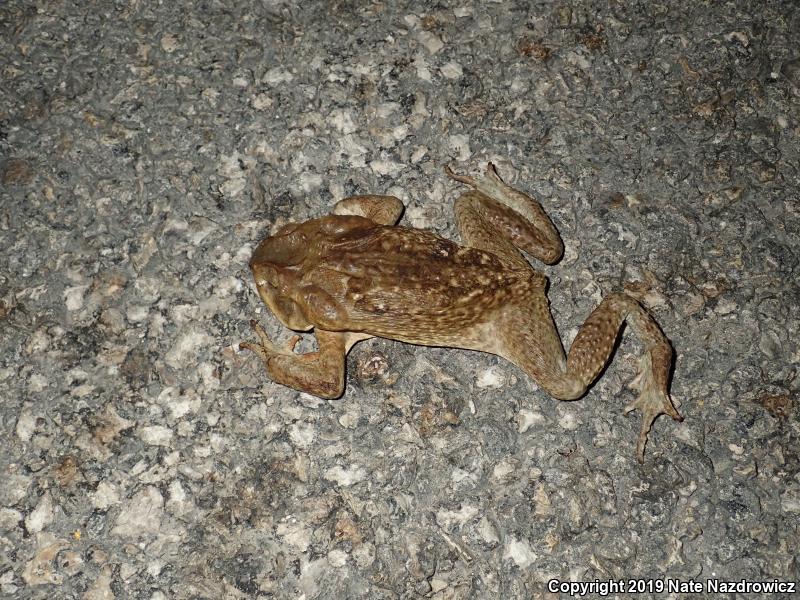 Cane Toad (Rhinella marina)