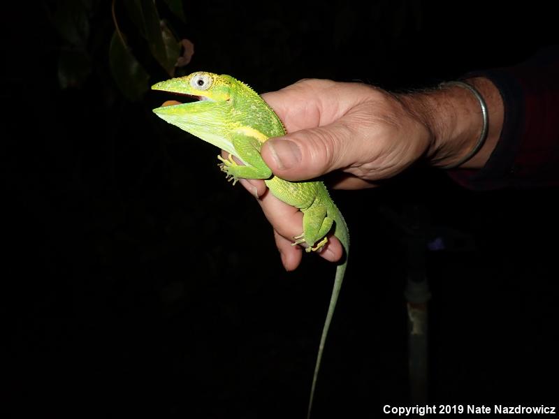 Knight Anole (Anolis equestris)