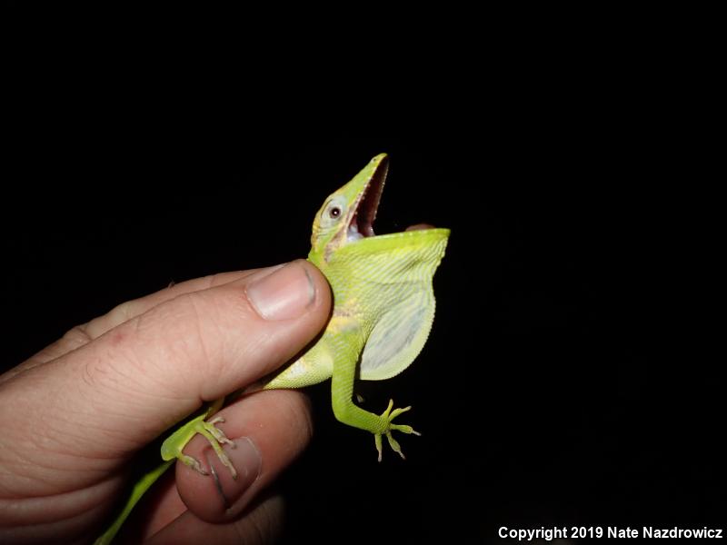 Knight Anole (Anolis equestris)