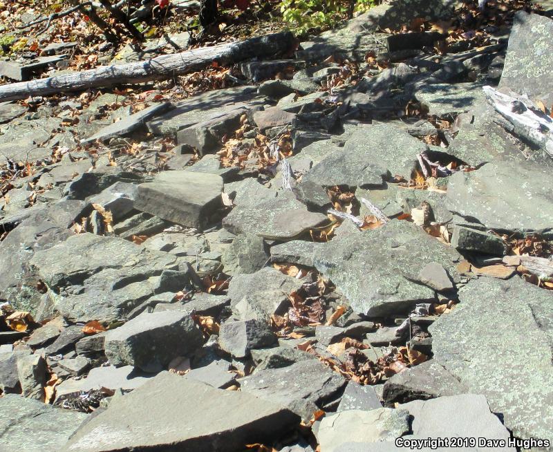 Eastern Gartersnake (Thamnophis sirtalis sirtalis)