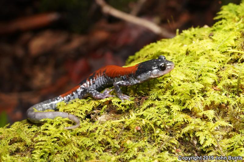 Yonahlossee Salamander (Plethodon yonahlossee)