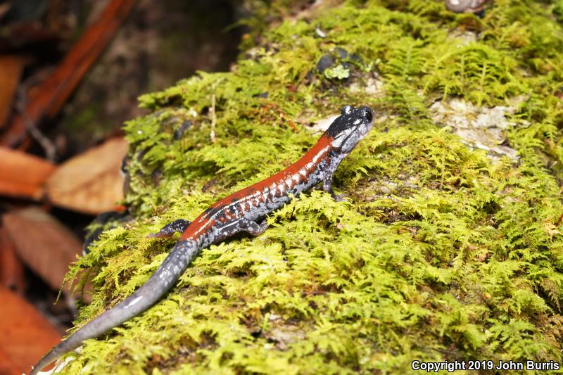 Yonahlossee Salamander (Plethodon yonahlossee)