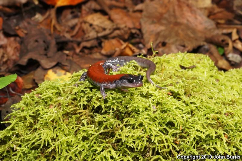 Yonahlossee Salamander (Plethodon yonahlossee)