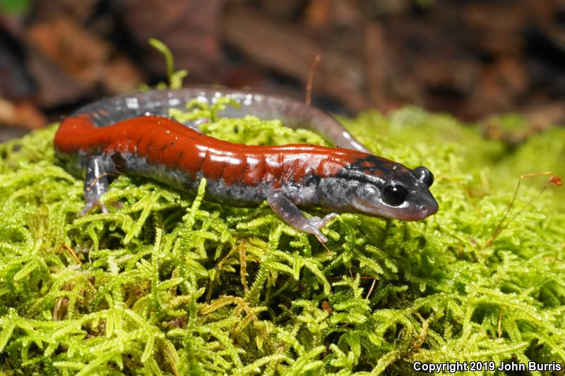 Yonahlossee Salamander (Plethodon yonahlossee)