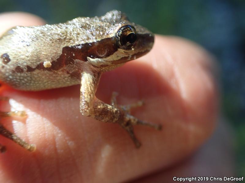 Baja California Treefrog (Pseudacris hypochondriaca)