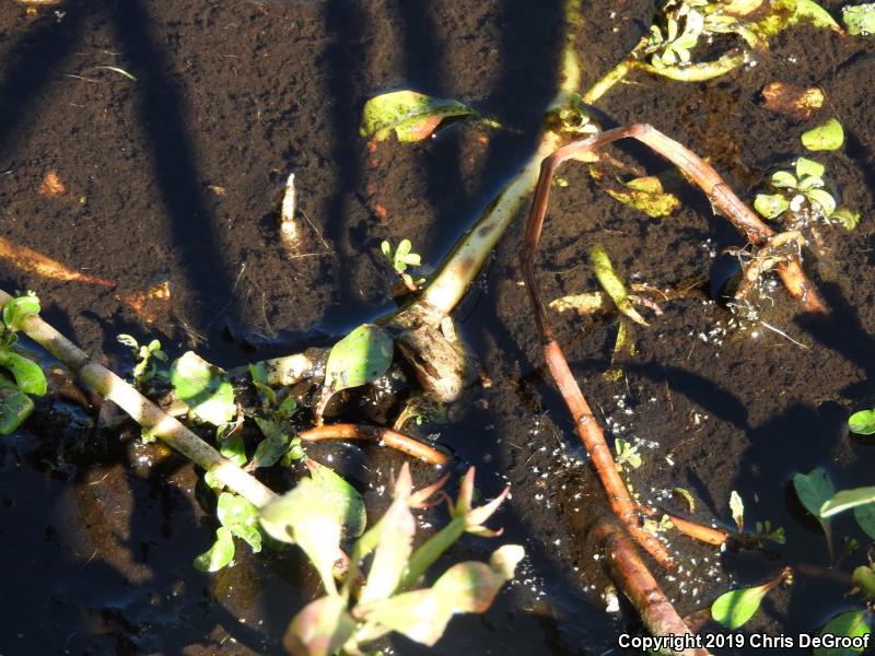 Baja California Treefrog (Pseudacris hypochondriaca)
