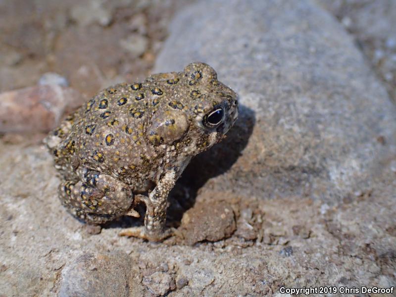 Arroyo Toad (Anaxyrus californicus)