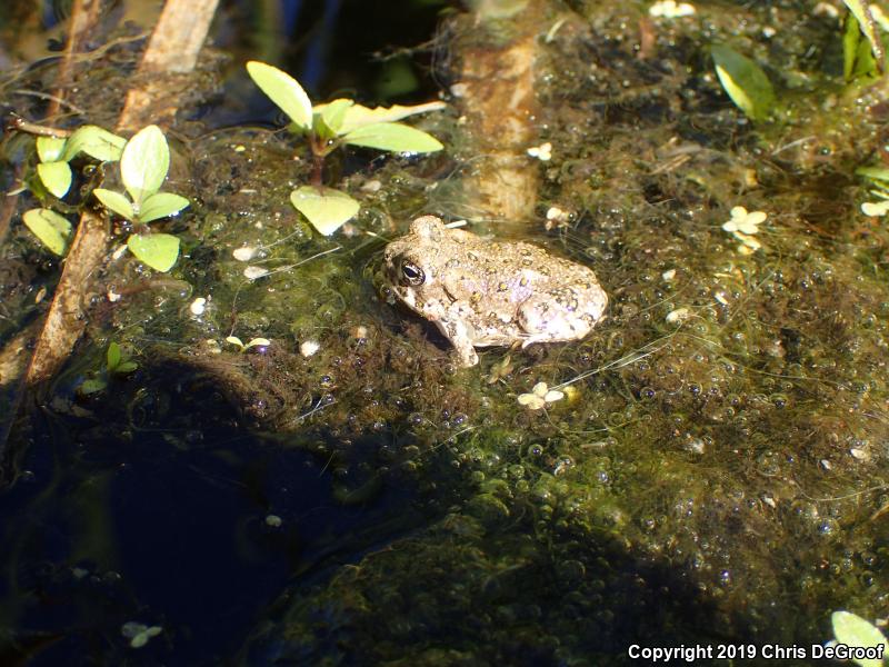 Arroyo Toad (Anaxyrus californicus)