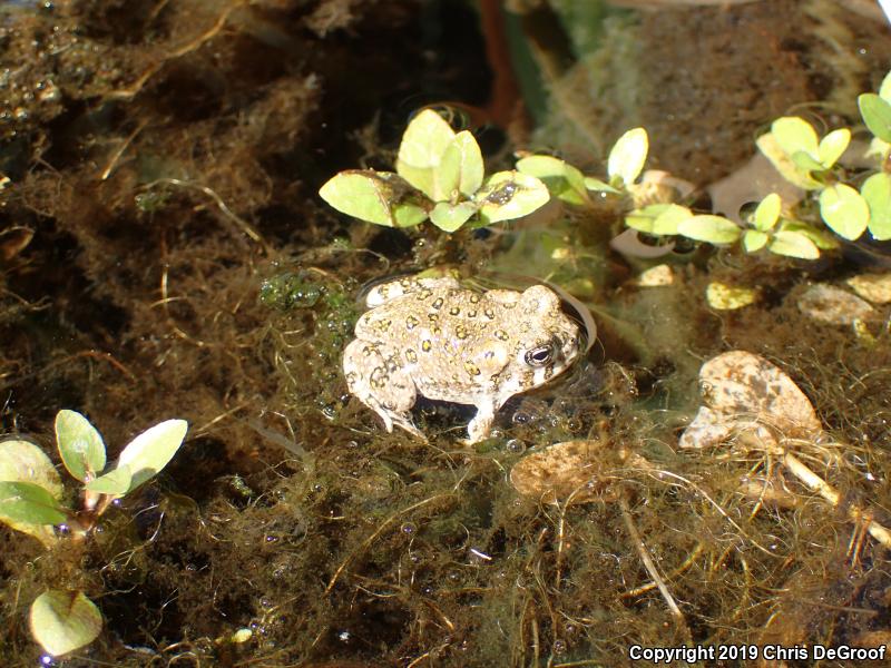 Arroyo Toad (Anaxyrus californicus)