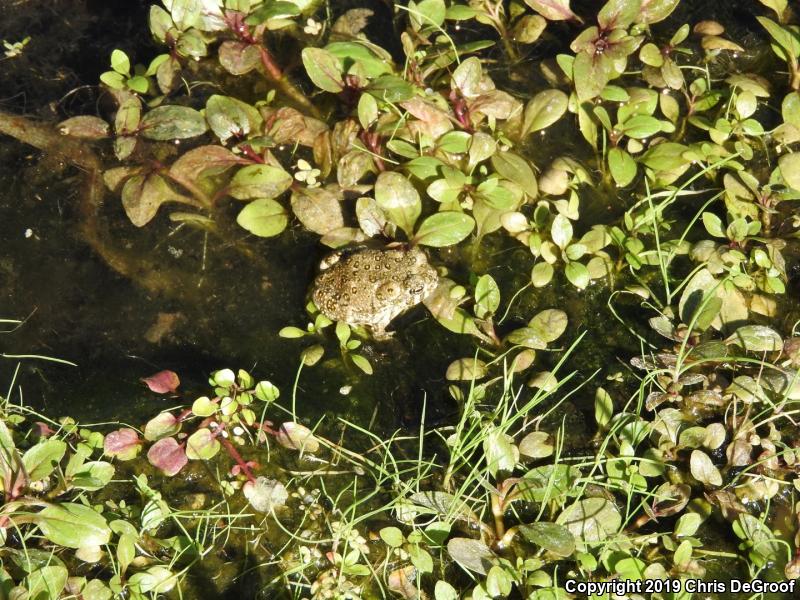 Arroyo Toad (Anaxyrus californicus)