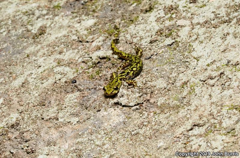 Green Salamander (Aneides aeneus)