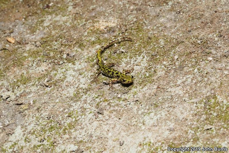 Green Salamander (Aneides aeneus)