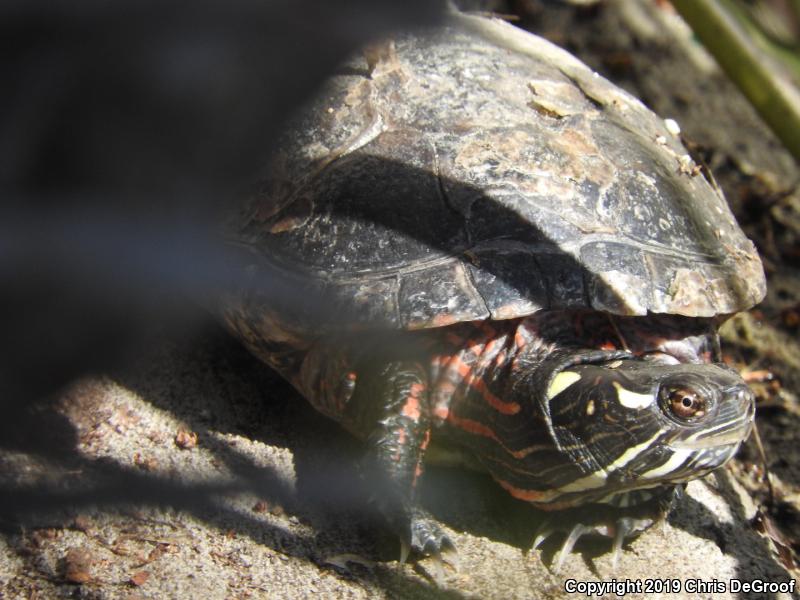 Painted Turtle (Chrysemys picta)