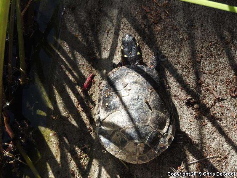 Painted Turtle (Chrysemys picta)