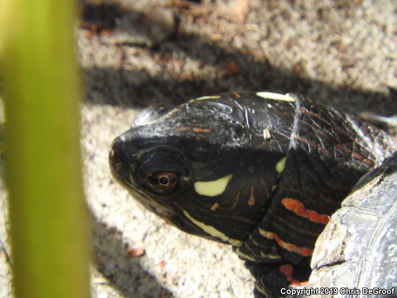 Painted Turtle (Chrysemys picta)