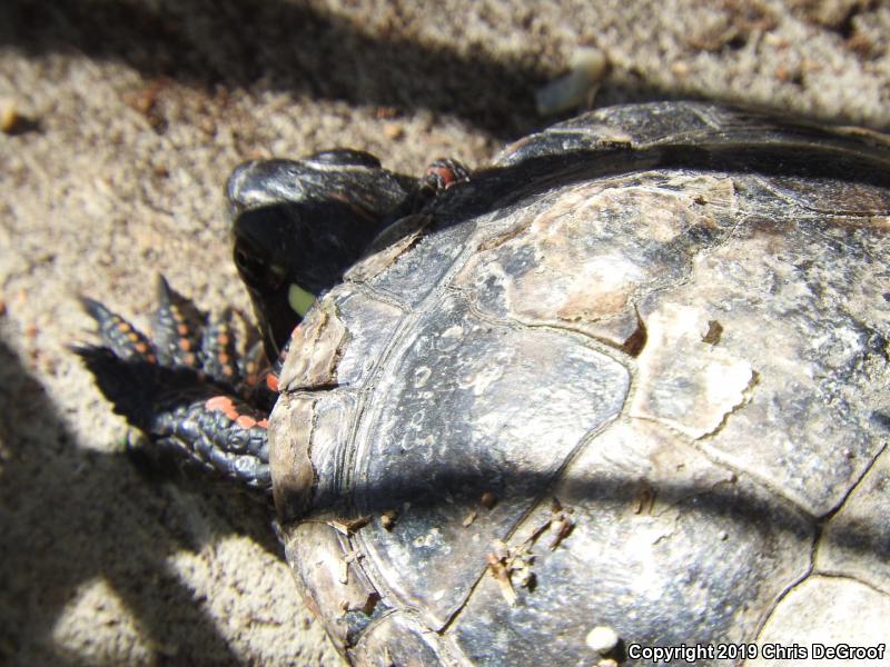 Painted Turtle (Chrysemys picta)