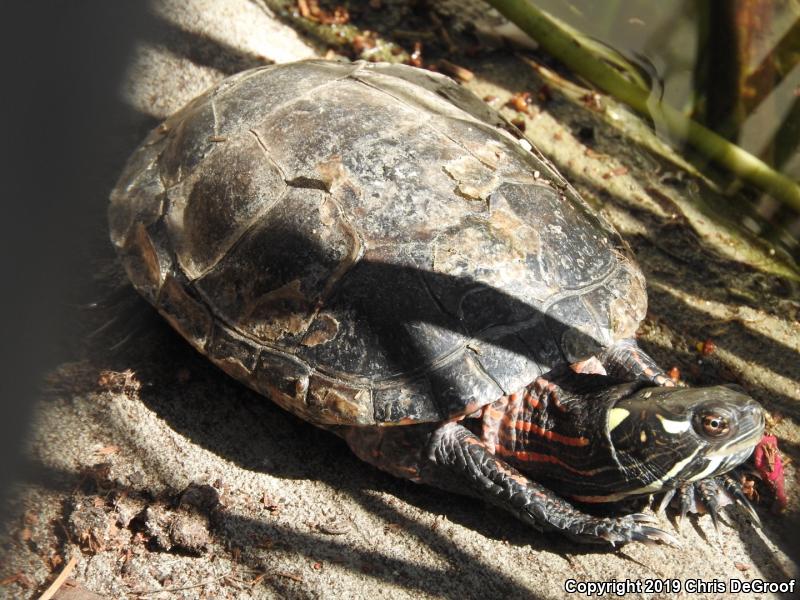 Painted Turtle (Chrysemys picta)