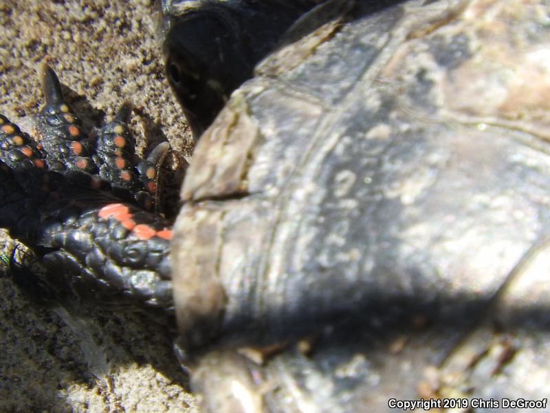 Painted Turtle (Chrysemys picta)