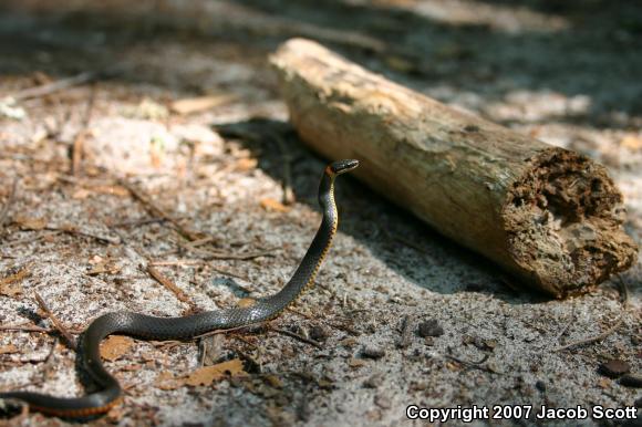 Southern Ring-necked Snake (Diadophis punctatus punctatus)