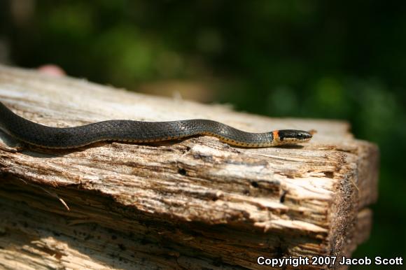 Southern Ring-necked Snake (Diadophis punctatus punctatus)