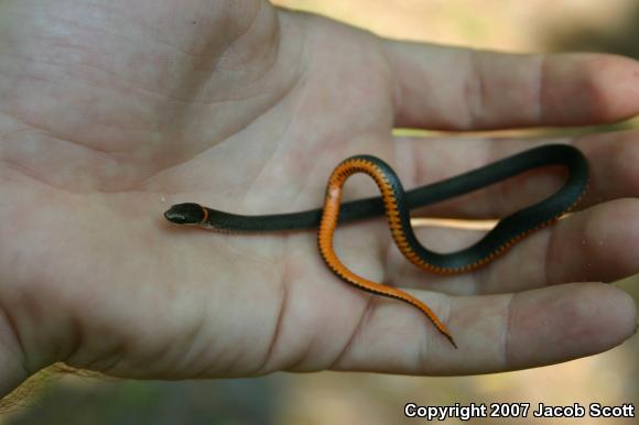 Southern Ring-necked Snake (Diadophis punctatus punctatus)