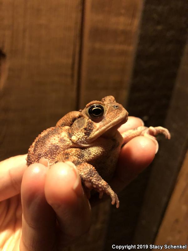 American Toad (Anaxyrus americanus)