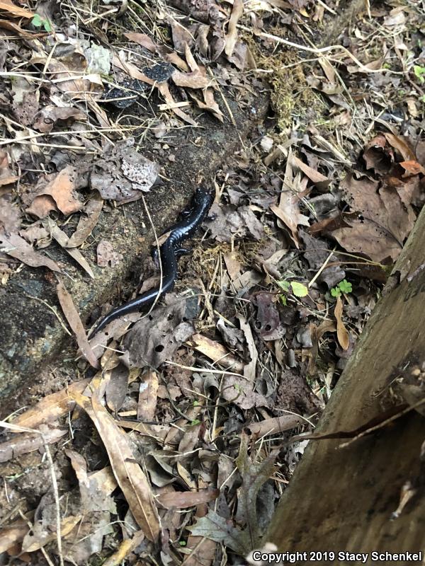 White-Spotted Slimy Salamander (Plethodon cylindraceus)