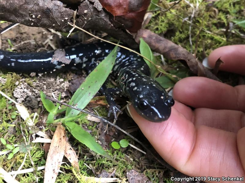 White-Spotted Slimy Salamander (Plethodon cylindraceus)