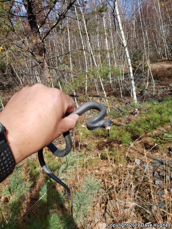 Northern  Black Racer (Coluber constrictor constrictor)