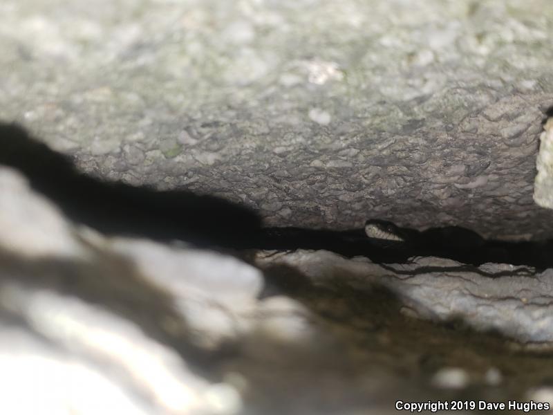 Black Ratsnake (Pantherophis obsoletus)