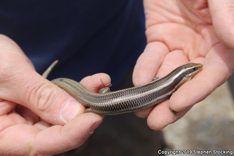 Western Redtail Skink (Plestiodon gilberti rubricaudatus)