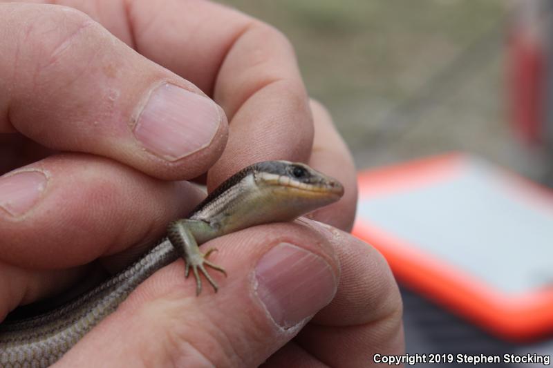 Western Redtail Skink (Plestiodon gilberti rubricaudatus)