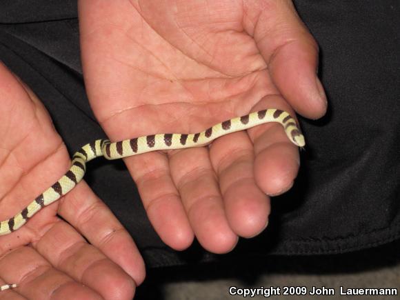 Mojave Shovel-nosed Snake (Chionactis occipitalis occipitalis)
