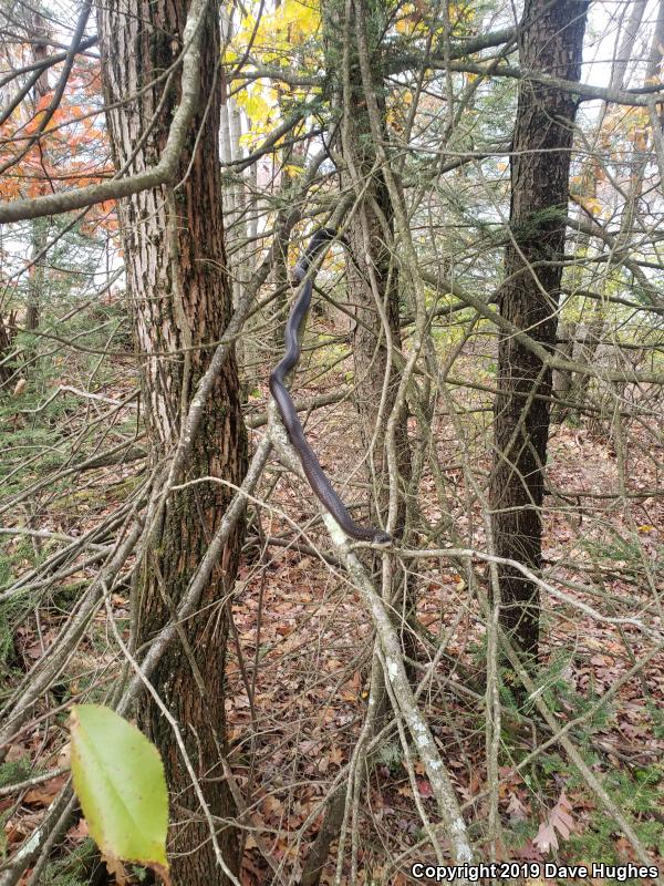 Black Ratsnake (Pantherophis obsoletus obsoletus)