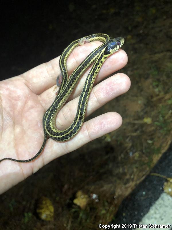 Eastern Gartersnake (Thamnophis sirtalis sirtalis)