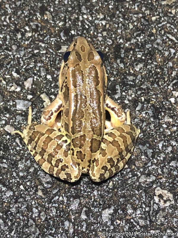 Pickerel Frog (Lithobates palustris)