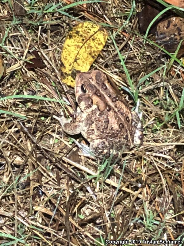 Eastern American Toad (Anaxyrus americanus americanus)