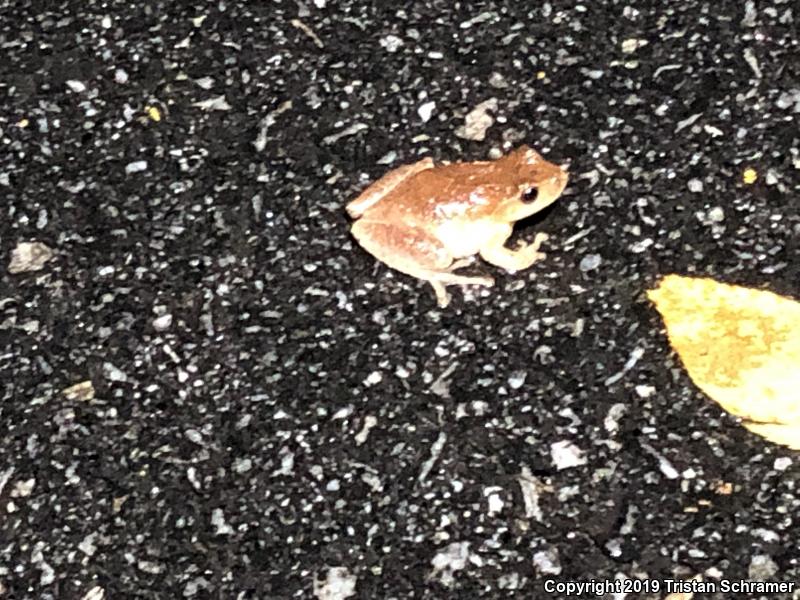 Spring Peeper (Pseudacris crucifer)