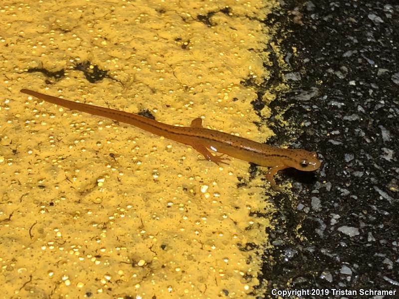 Blue Ridge Two-lined Salamander (Eurycea wilderae)