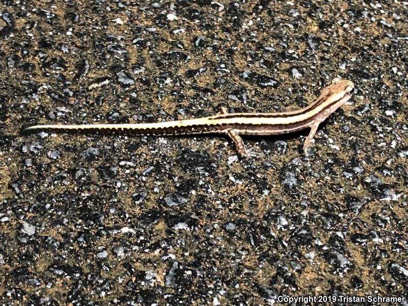 Three-lined Salamander (Eurycea guttolineata)