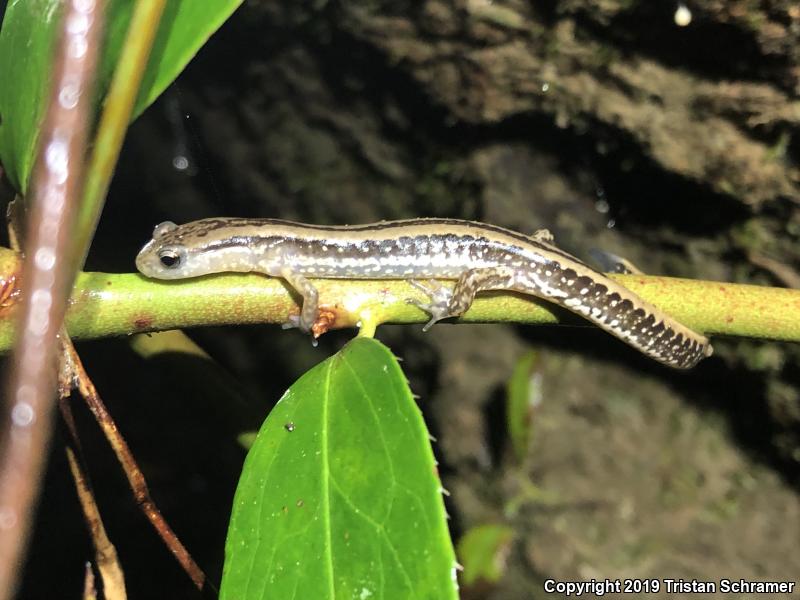 Three-lined Salamander (Eurycea guttolineata)