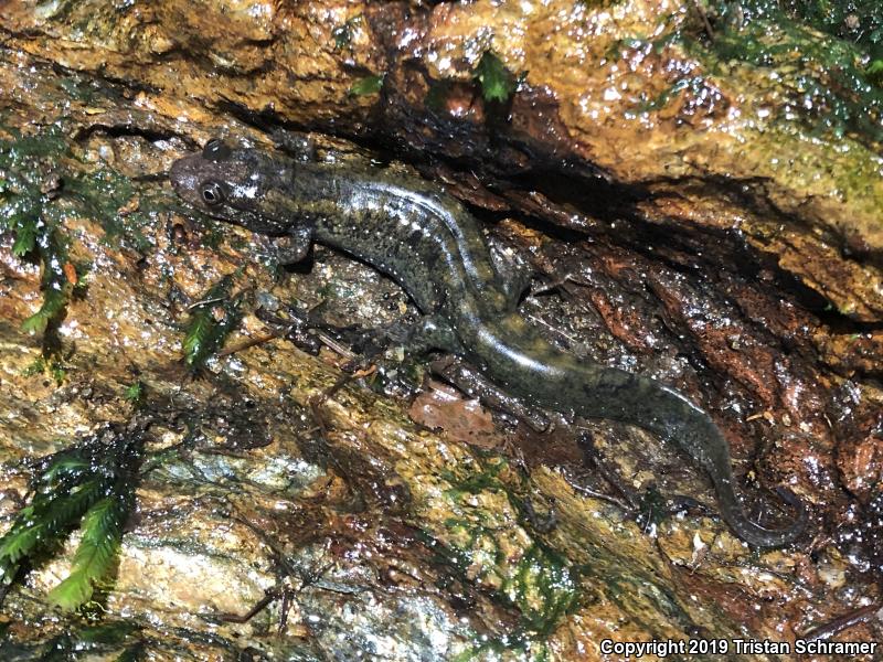 Dwarf Black-bellied Salamander (Desmognathus folkertsi)