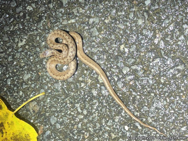 Midland Brownsnake (Storeria dekayi wrightorum)