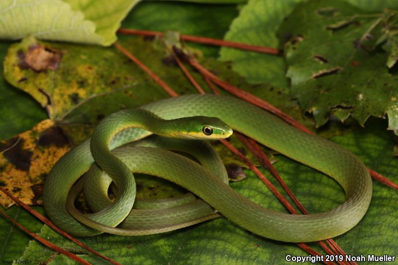 Florida Rough Greensnake (Opheodrys aestivus carinatus)