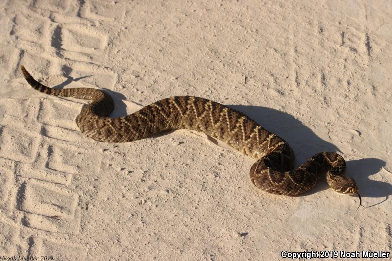 Eastern Diamond-backed Rattlesnake (Crotalus adamanteus)