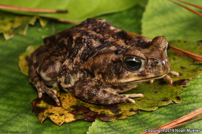 Cane Toad (Rhinella marina)