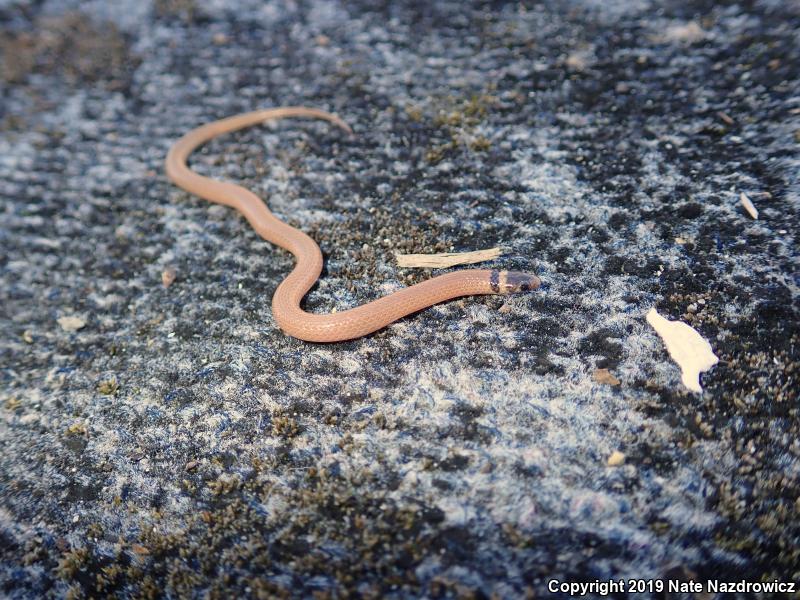 Peninsula Crowned Snake (Tantilla relicta relicta)